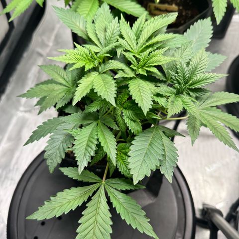 White Widow XXL growlog timeline photo