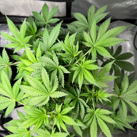 Strawberry Banana  growlog photo: Starting to flower