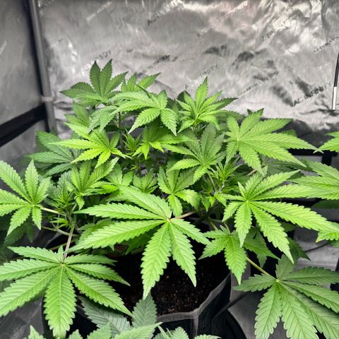 Strawberry Banana  growlog photo: Starting to flower