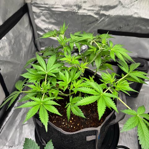 Strawberry Banana  growlog timeline photo