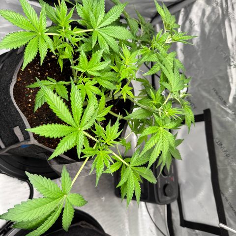 Strawberry Banana  growlog timeline photo