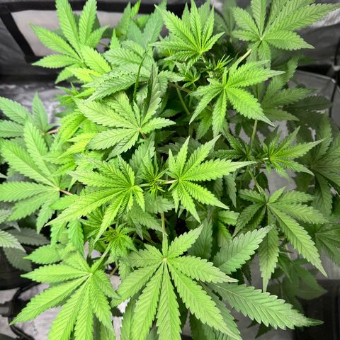 Strawberry Banana  growlog timeline photo