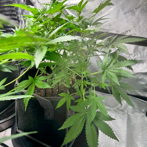 Strawberry Banana  growlog timeline photo