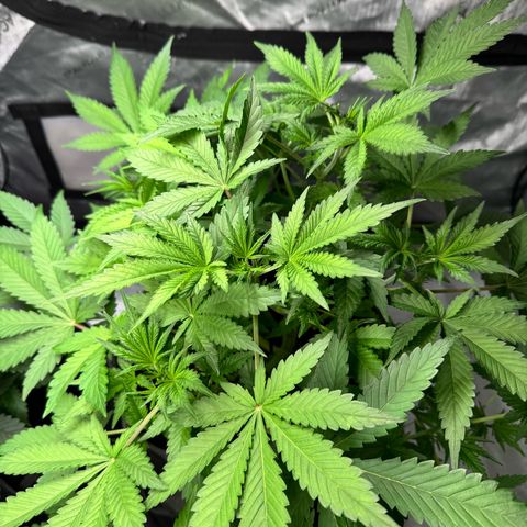 Strawberry Banana  growlog timeline photo