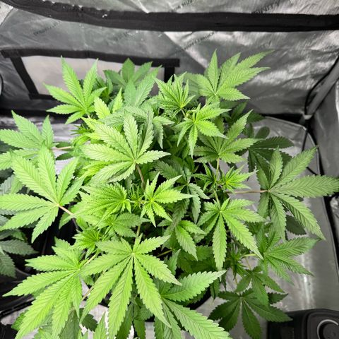 Strawberry Banana  growlog timeline photo