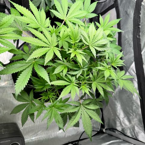 Strawberry Banana  growlog timeline photo