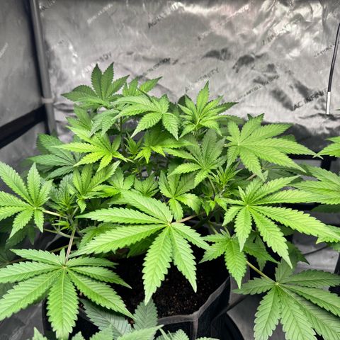Strawberry Banana  growlog timeline photo