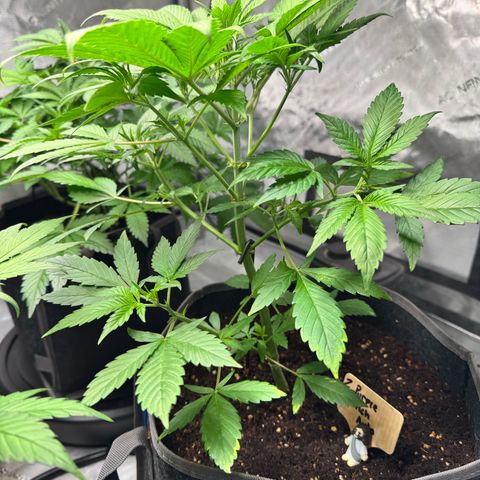 Purple Punch Auto growlog timeline photo