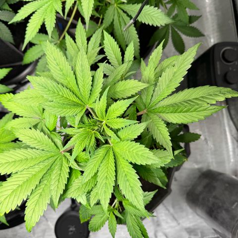 Purple Punch Auto growlog timeline photo