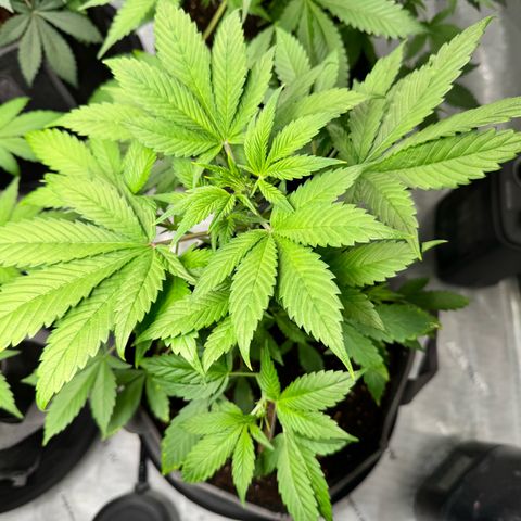 Purple Punch Auto growlog timeline photo