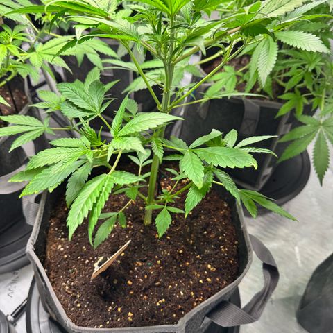 Purple Punch Auto growlog timeline photo
