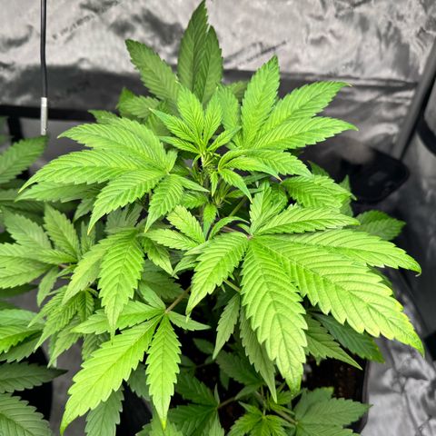 Purple Punch Auto growlog timeline photo