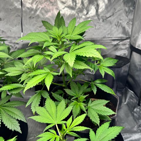 Purple Punch Auto growlog timeline photo