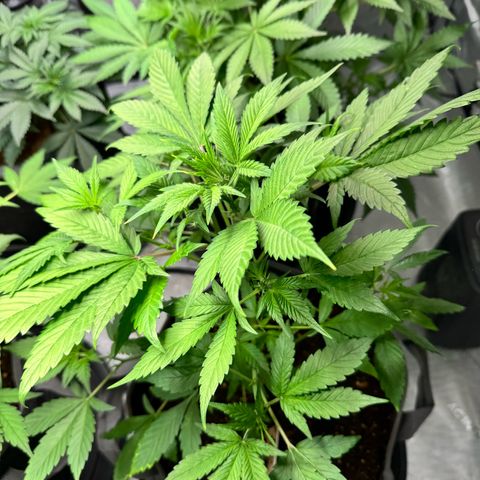Purple Punch Auto growlog timeline photo