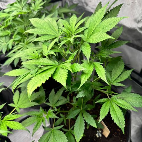 Purple Punch Auto growlog timeline photo