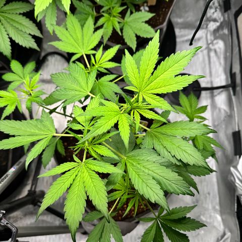 Banana Punch Auto growlog timeline photo
