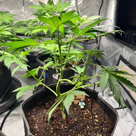 Banana Punch Auto growlog timeline photo