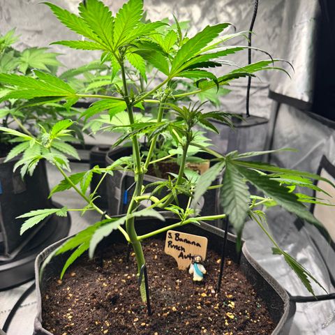 Banana Punch Auto growlog timeline photo