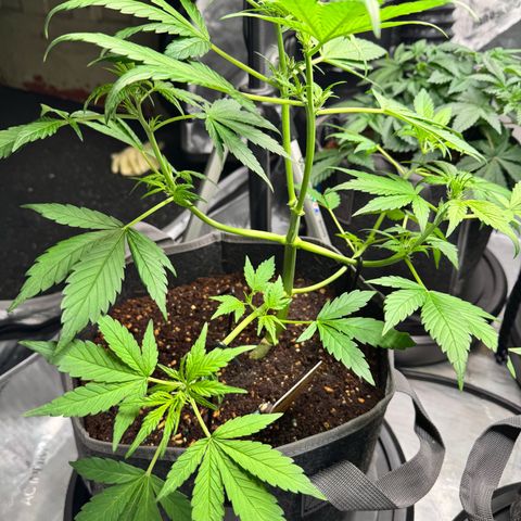 Banana Punch Auto growlog timeline photo