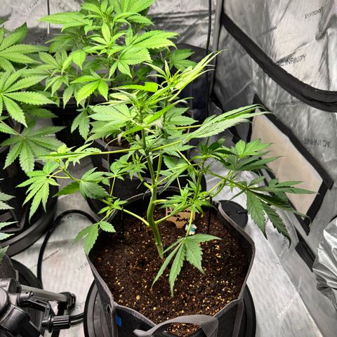 Banana Punch Auto growlog timeline photo