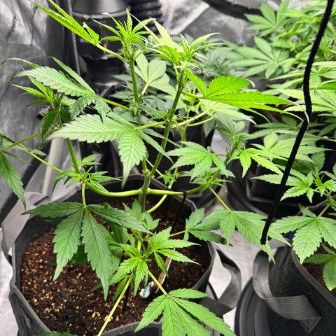 Banana Punch Auto growlog timeline photo