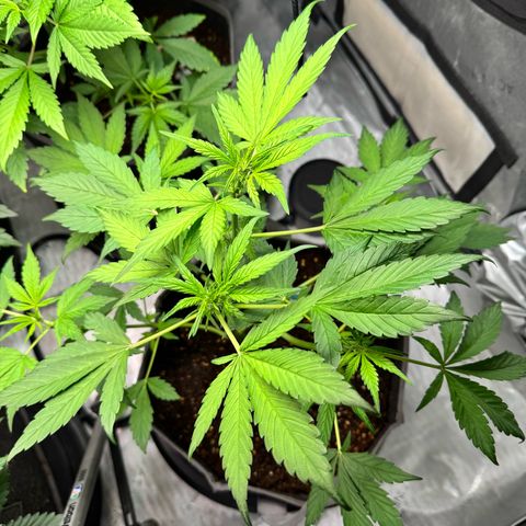Banana Punch Auto growlog timeline photo