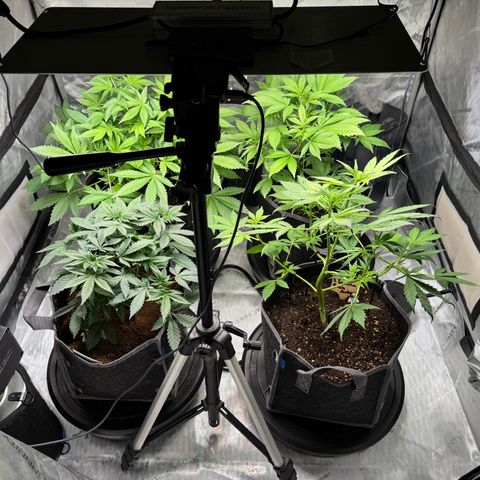 Banana Punch Auto growlog timeline photo