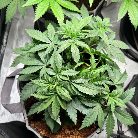 White Widow XXL growlog timeline photo