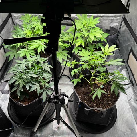 White Widow XXL growlog timeline photo