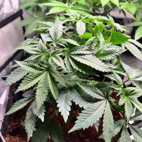 White Widow XXL growlog timeline photo