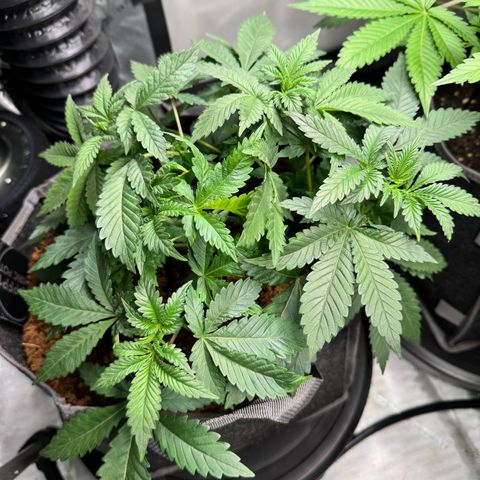 White Widow XXL growlog timeline photo