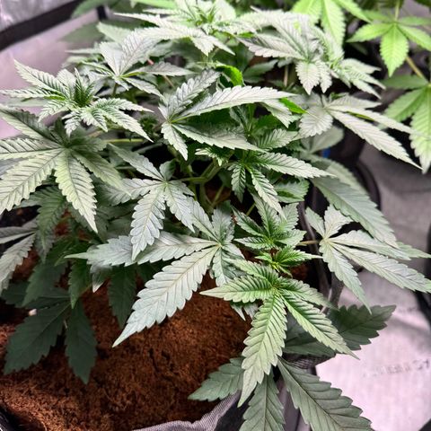 White Widow XXL growlog timeline photo