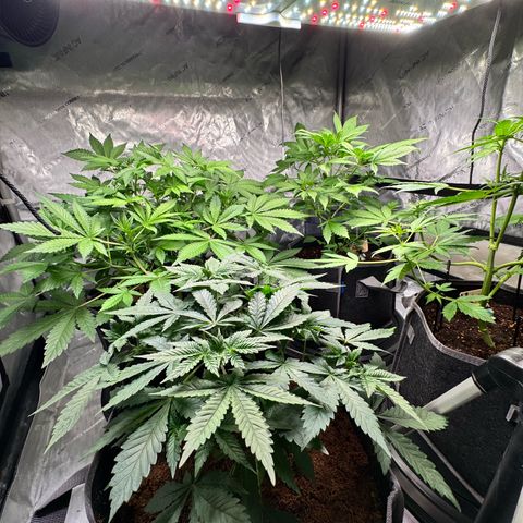 White Widow XXL growlog timeline photo