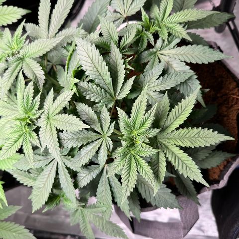 White Widow XXL growlog timeline photo