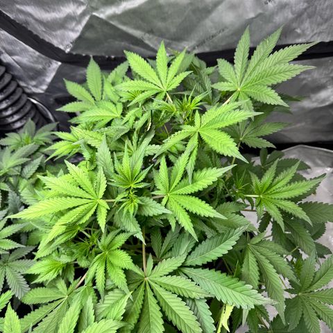 Strawberry Banana  growlog timeline photo