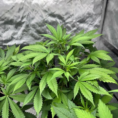 Strawberry Banana  growlog timeline photo