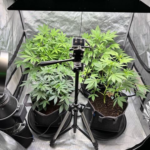 Strawberry Banana  growlog timeline photo