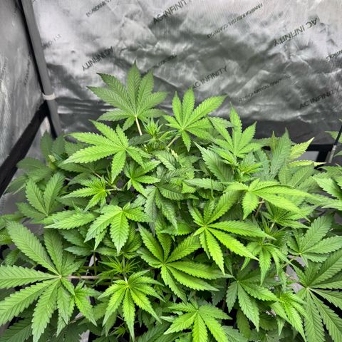 Strawberry Banana  growlog timeline photo