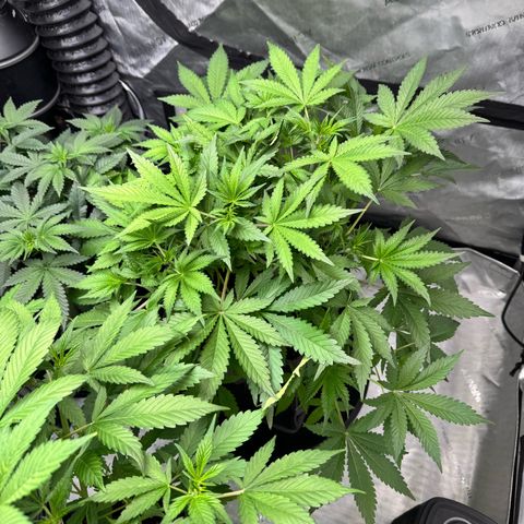 Strawberry Banana  growlog timeline photo