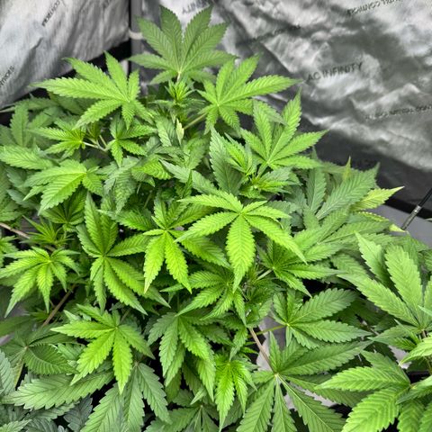 Strawberry Banana  growlog timeline photo