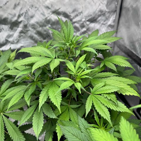 Strawberry Banana  growlog timeline photo