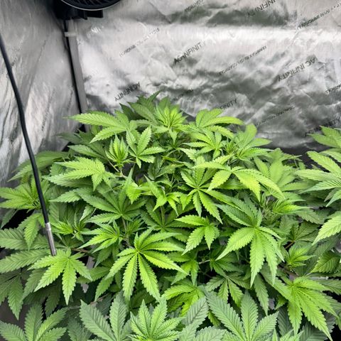 Strawberry Banana  growlog timeline photo