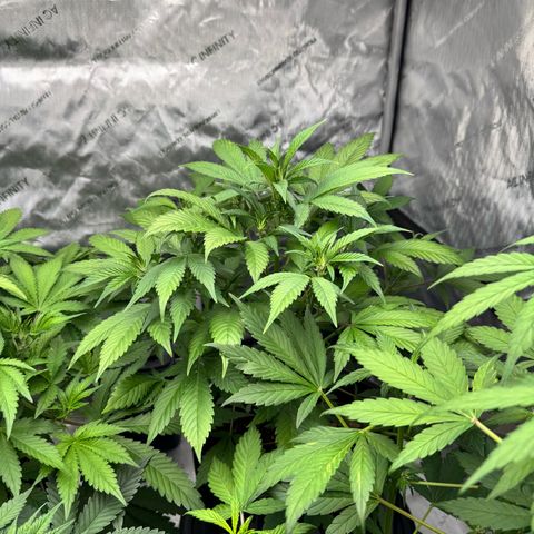 Strawberry Banana  growlog timeline photo