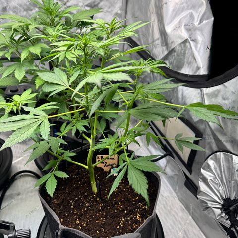 Purple Punch Auto growlog timeline photo