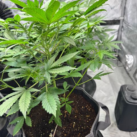 Purple Punch Auto growlog timeline photo