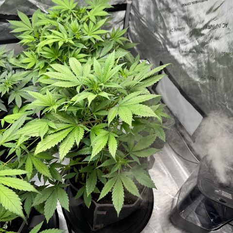 Purple Punch Auto growlog timeline photo