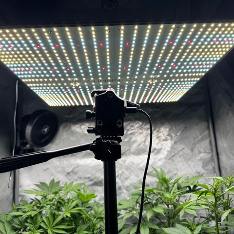 Purple Punch Auto growlog timeline photo