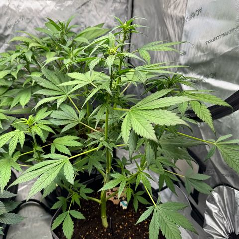 Purple Punch Auto growlog timeline photo