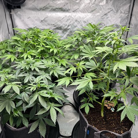 Purple Punch Auto growlog timeline photo