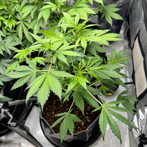 Banana Punch Auto growlog timeline photo